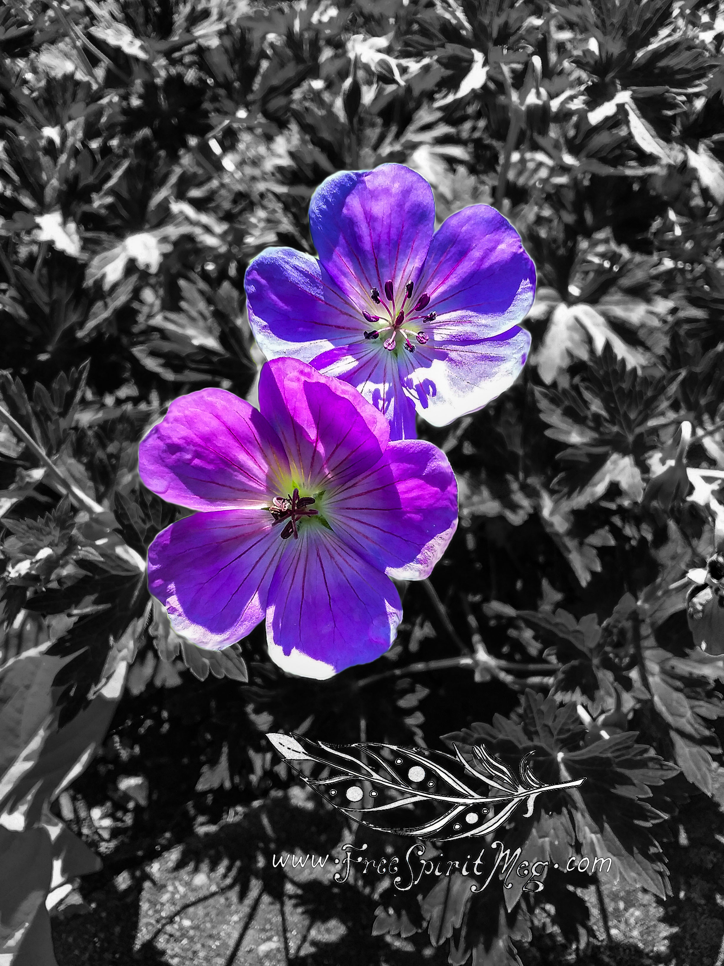 #100 – Gentle Geranium – 6.22.18