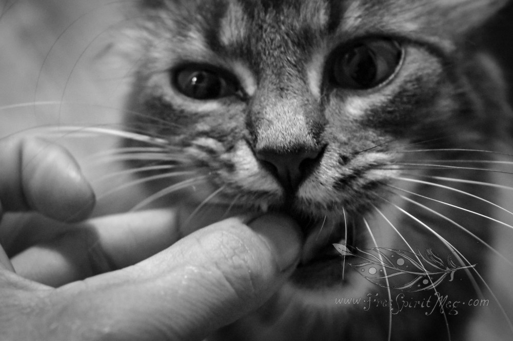 #98 – Kitty Kookies – 6.20.18