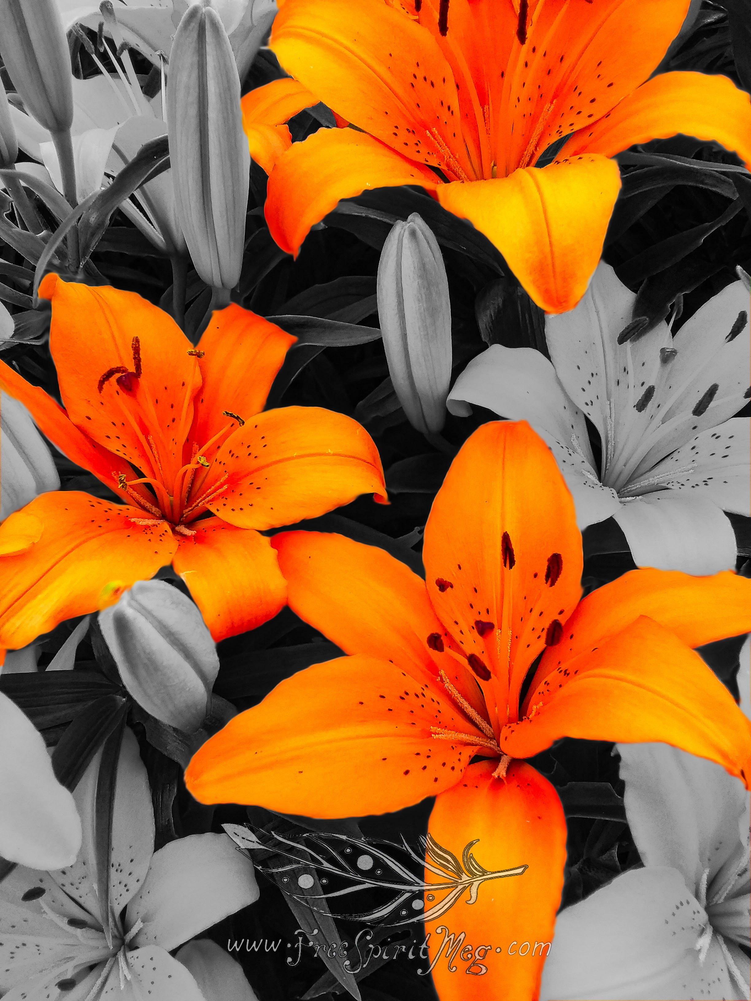 #105 – Luminous Lilies – 6.27.18