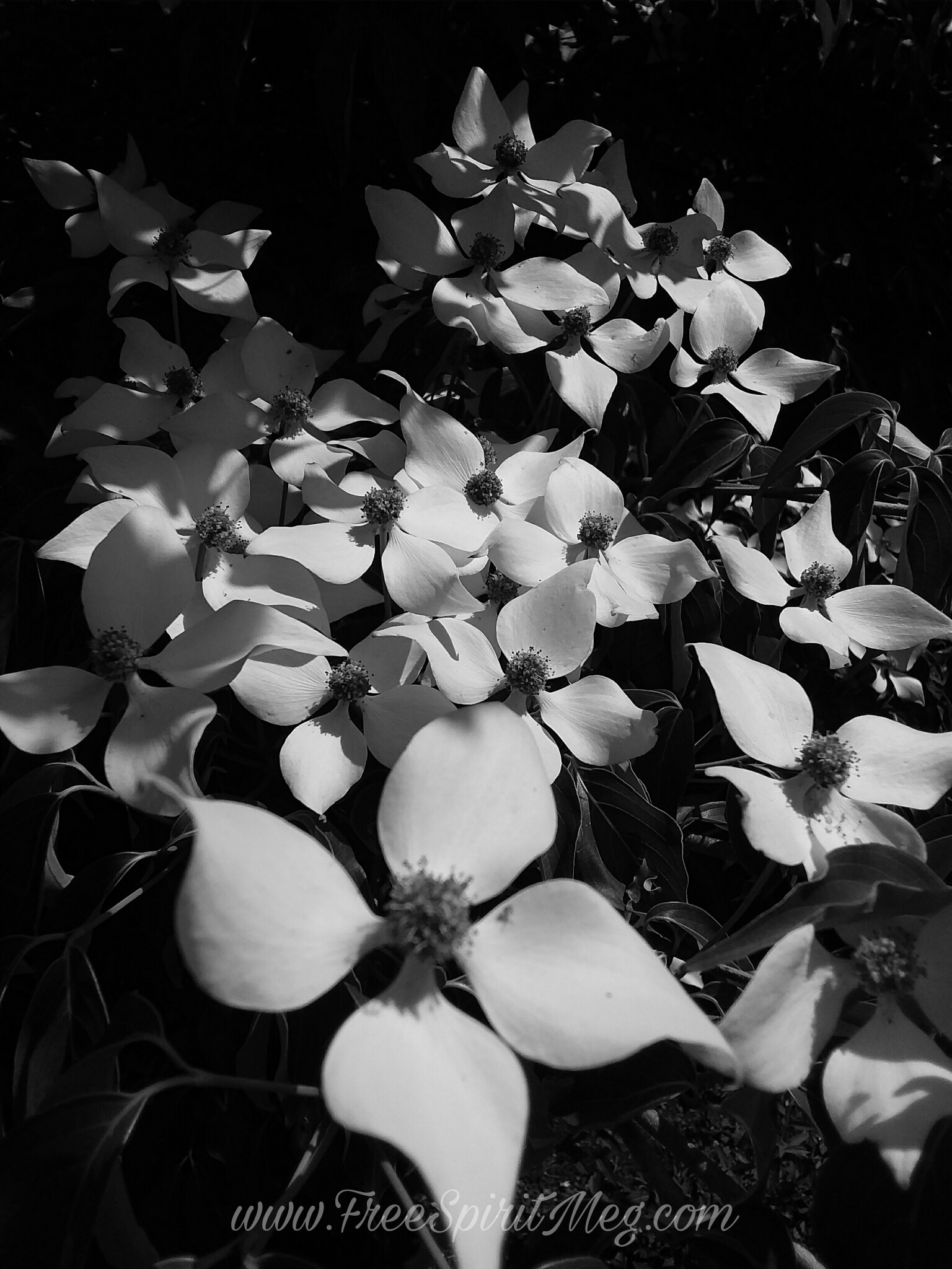 #97 – Dazzling Dogwood – 6.19.18