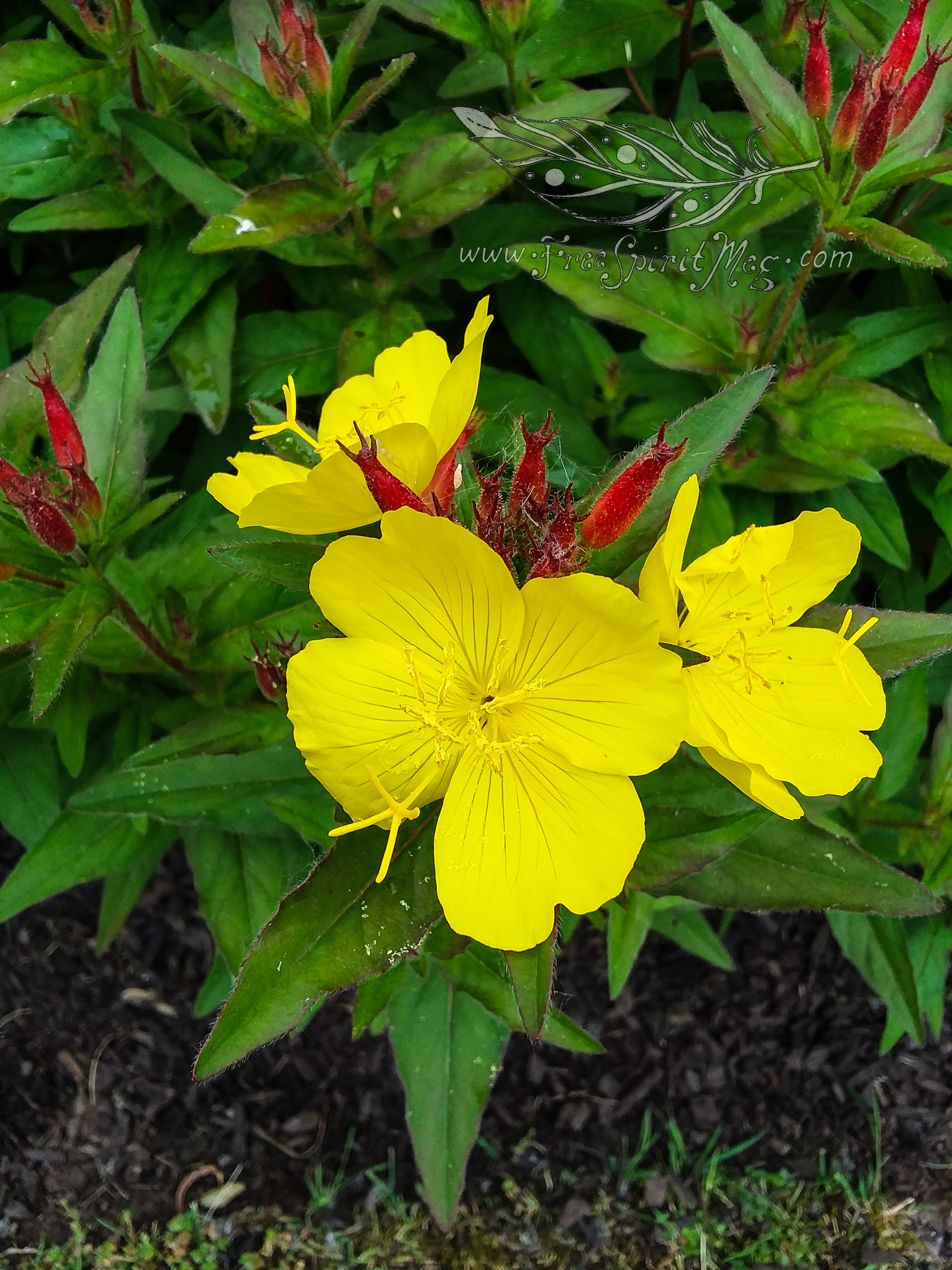 #91 – Poppin’ Primrose – 6.13.18