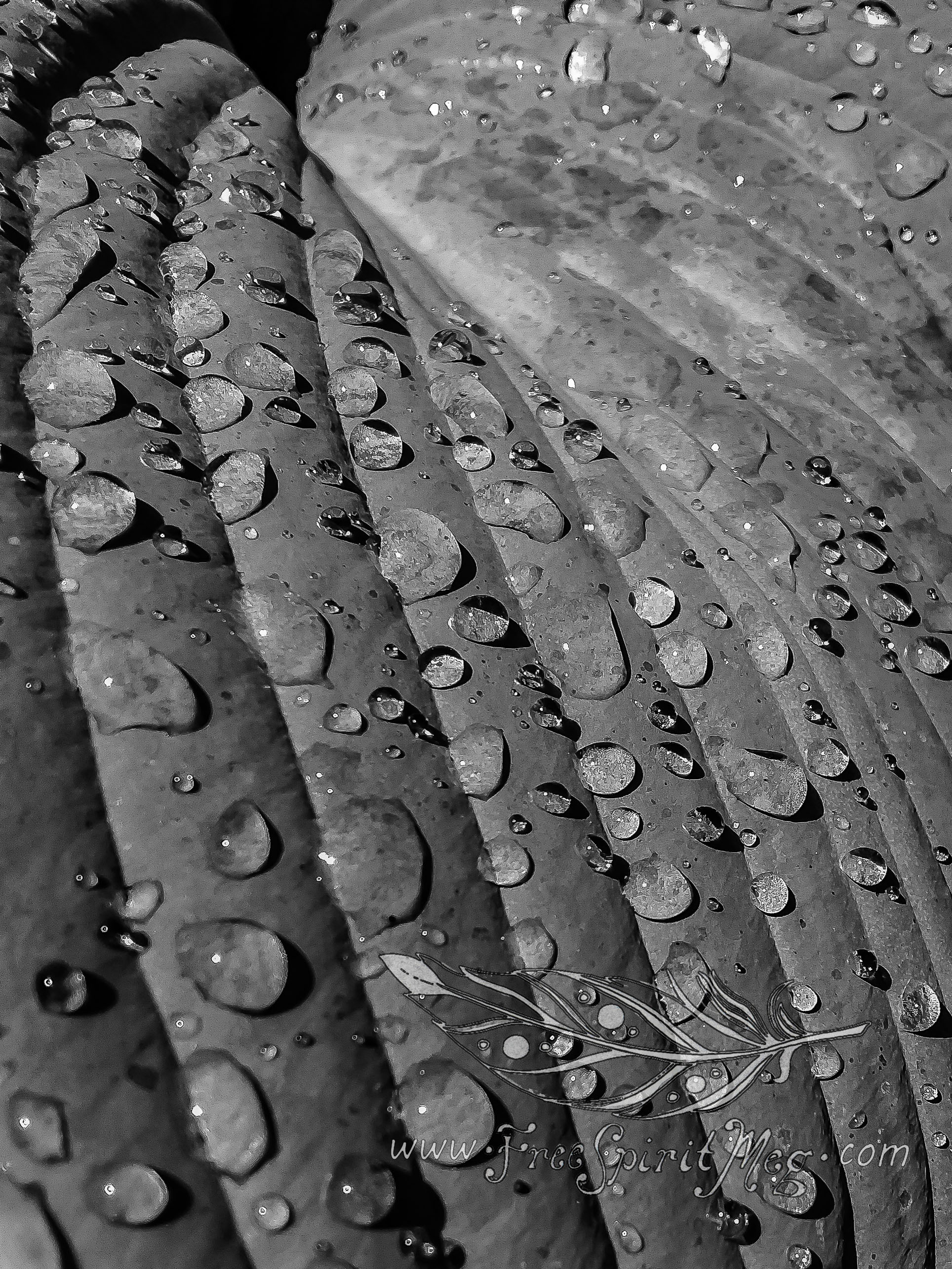 #102 – Raindrops – 6.24.18