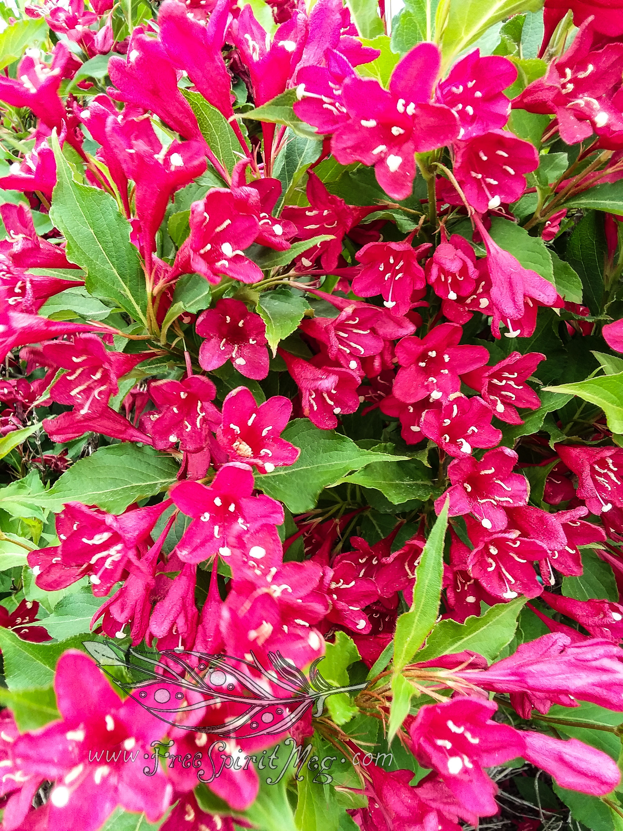 #93 – Wonderous Weigela – 6.15.18