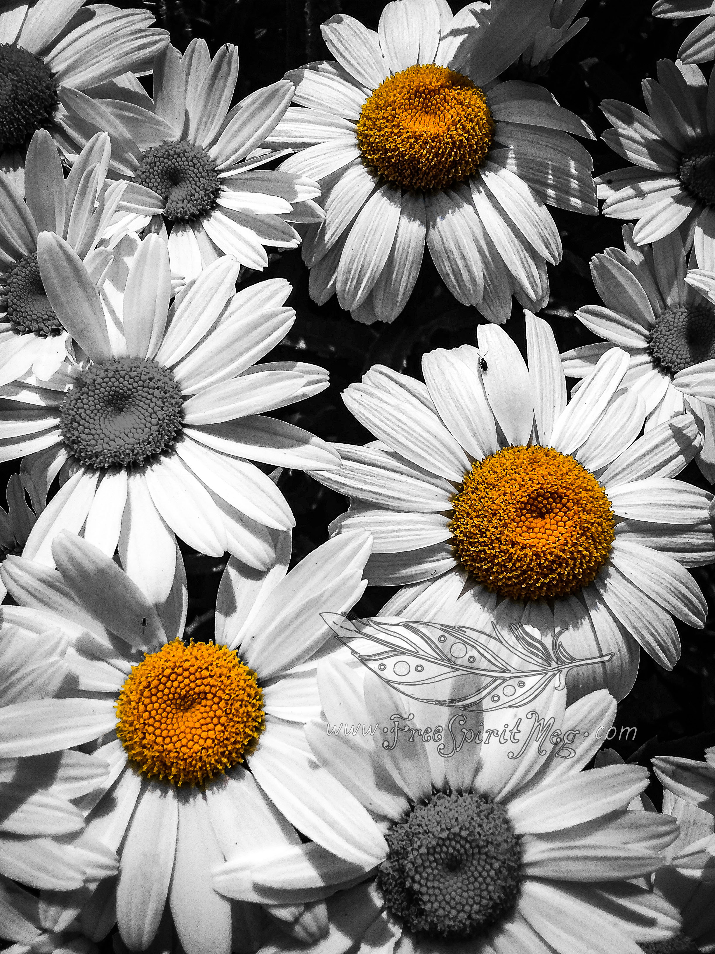 #115 – Dizzy Daisies – 7.7.18