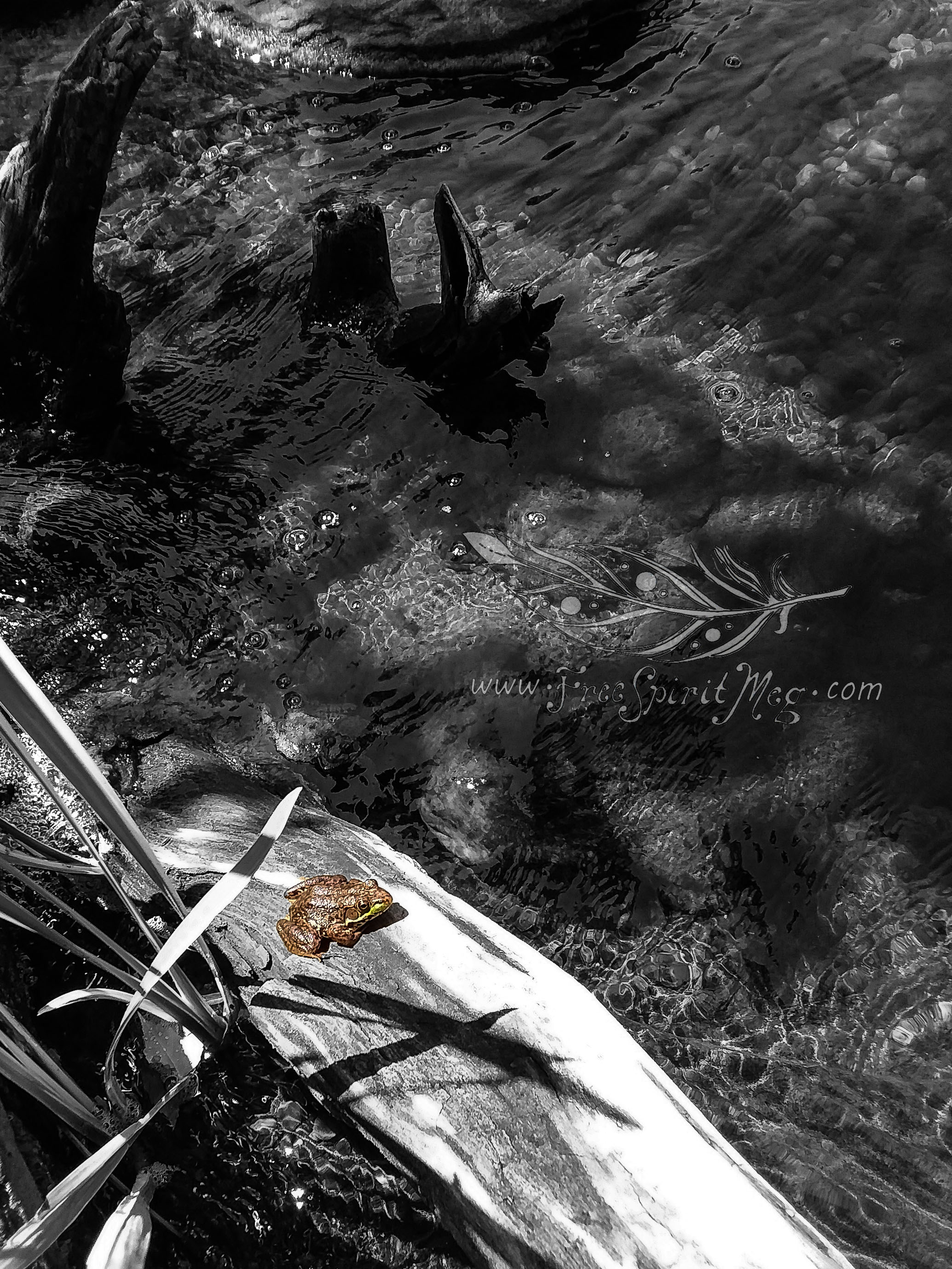 #125 – Frog Paradise – 7.17.18