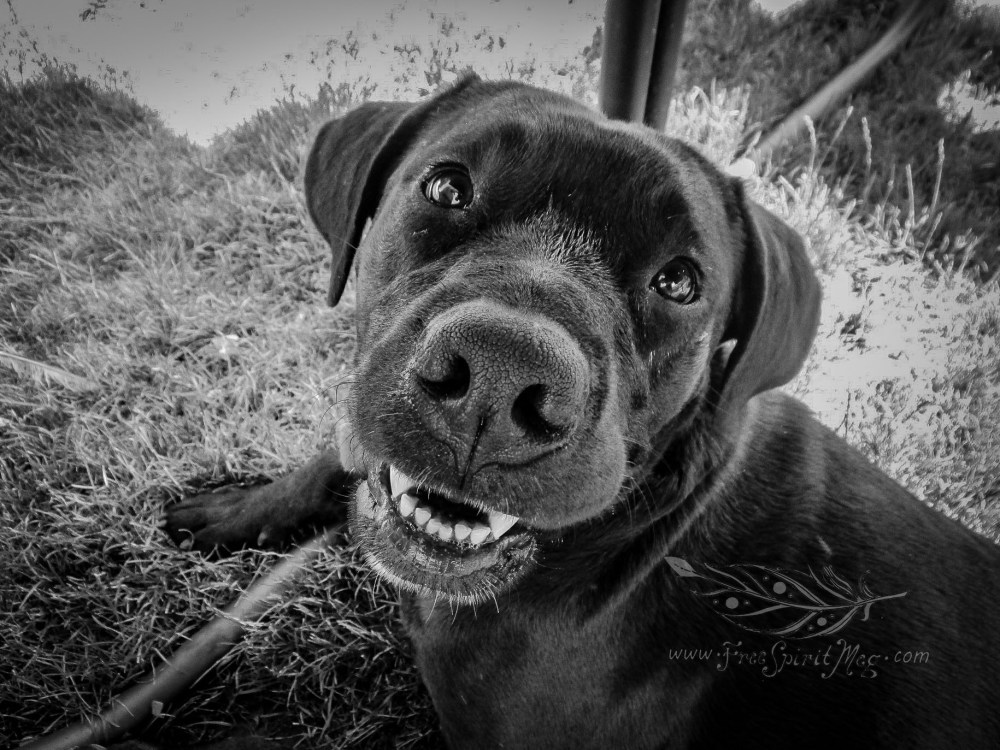 #108 – Happy To Be A Dog – 6.30.18