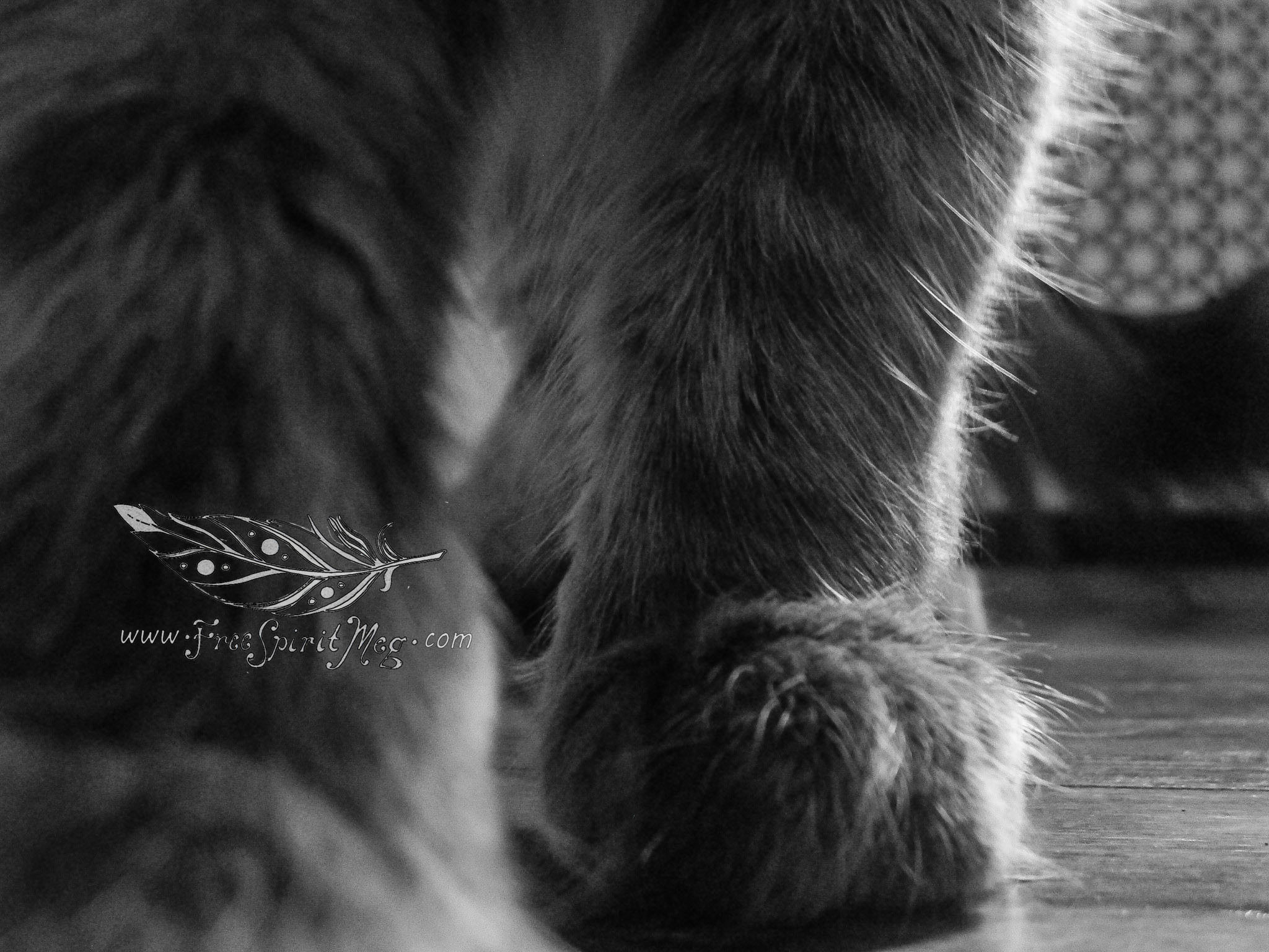 #124 – Awwws for Paws – 7.16.18