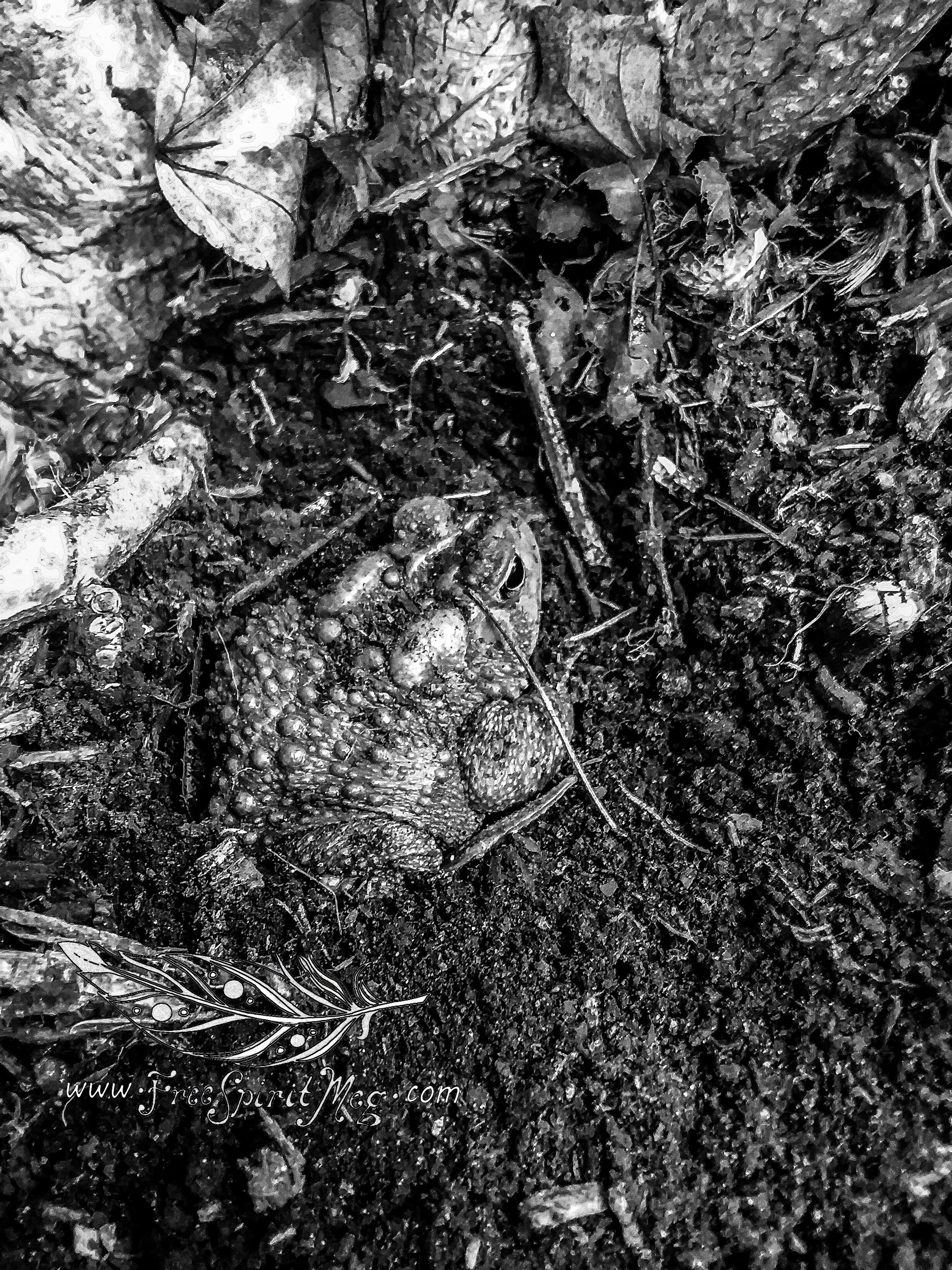 #131 – Perfect Camouflage – 7.23.18