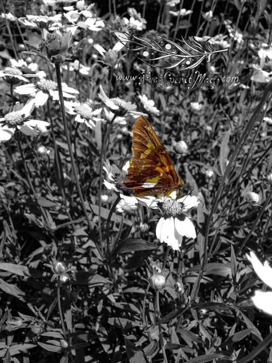 Silver-spotted skipper