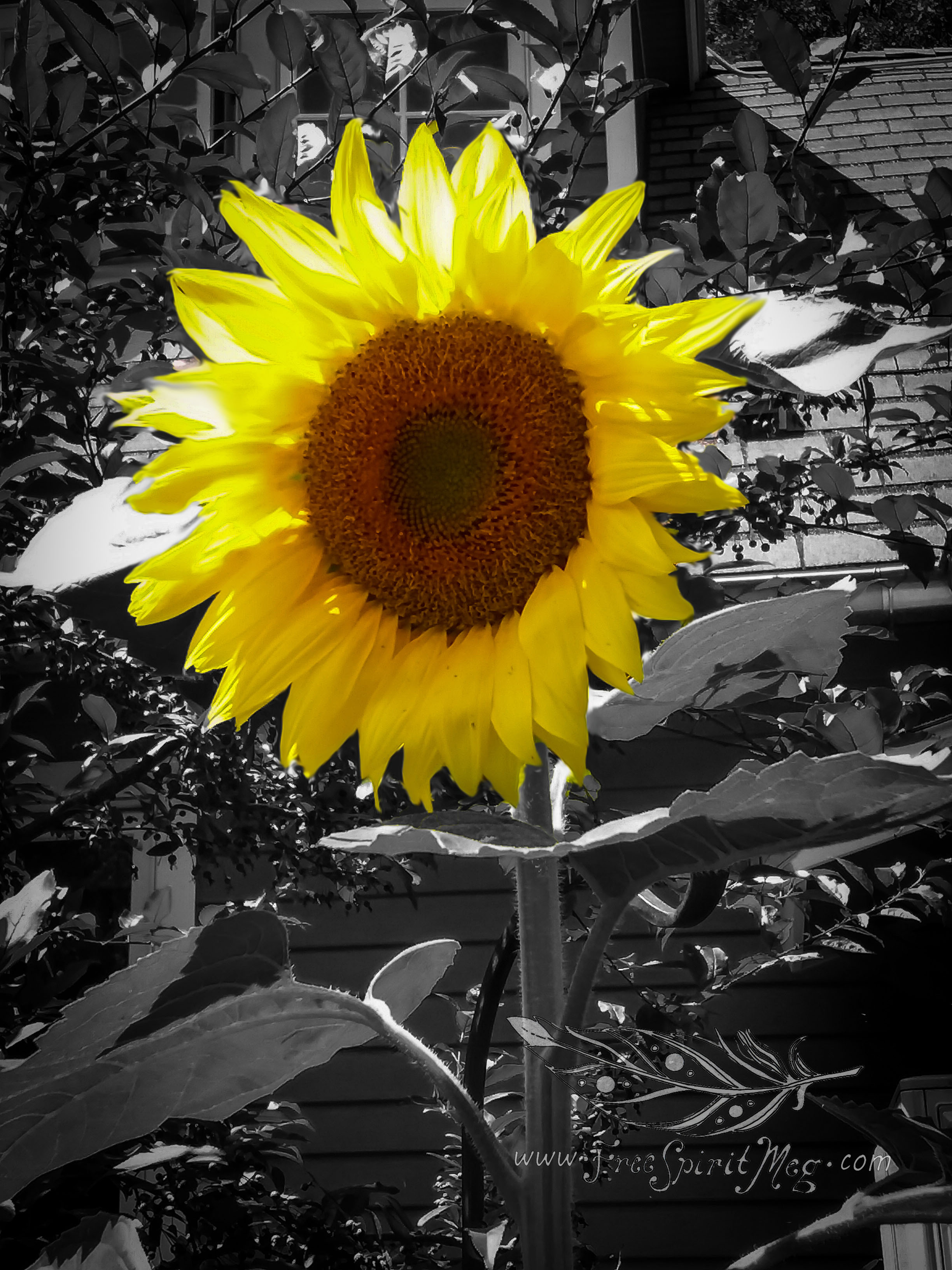 #119 – Sassy Sunflower – 7.11.18