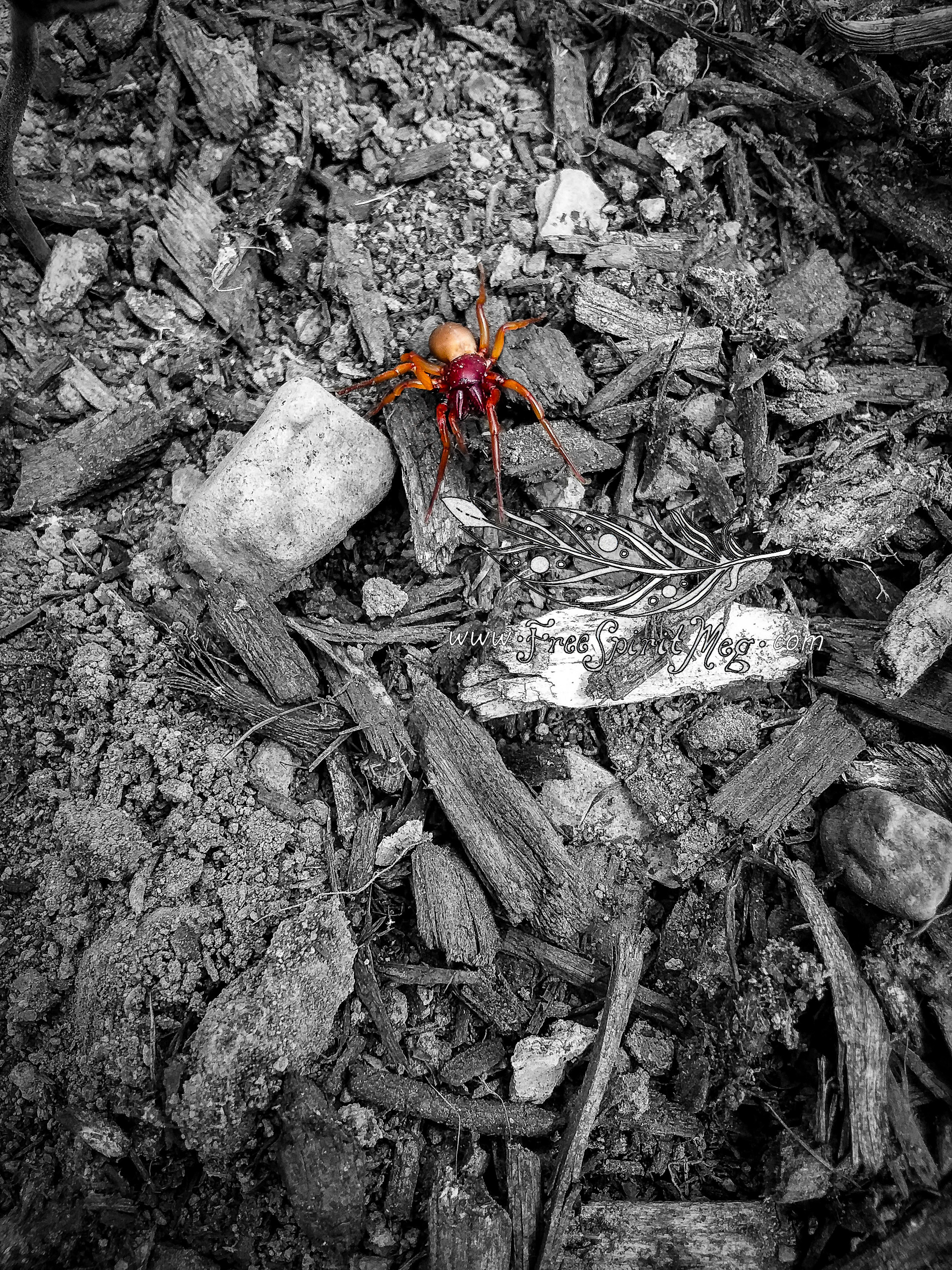 #117 – Woodlouse Hunter – 7.9.18