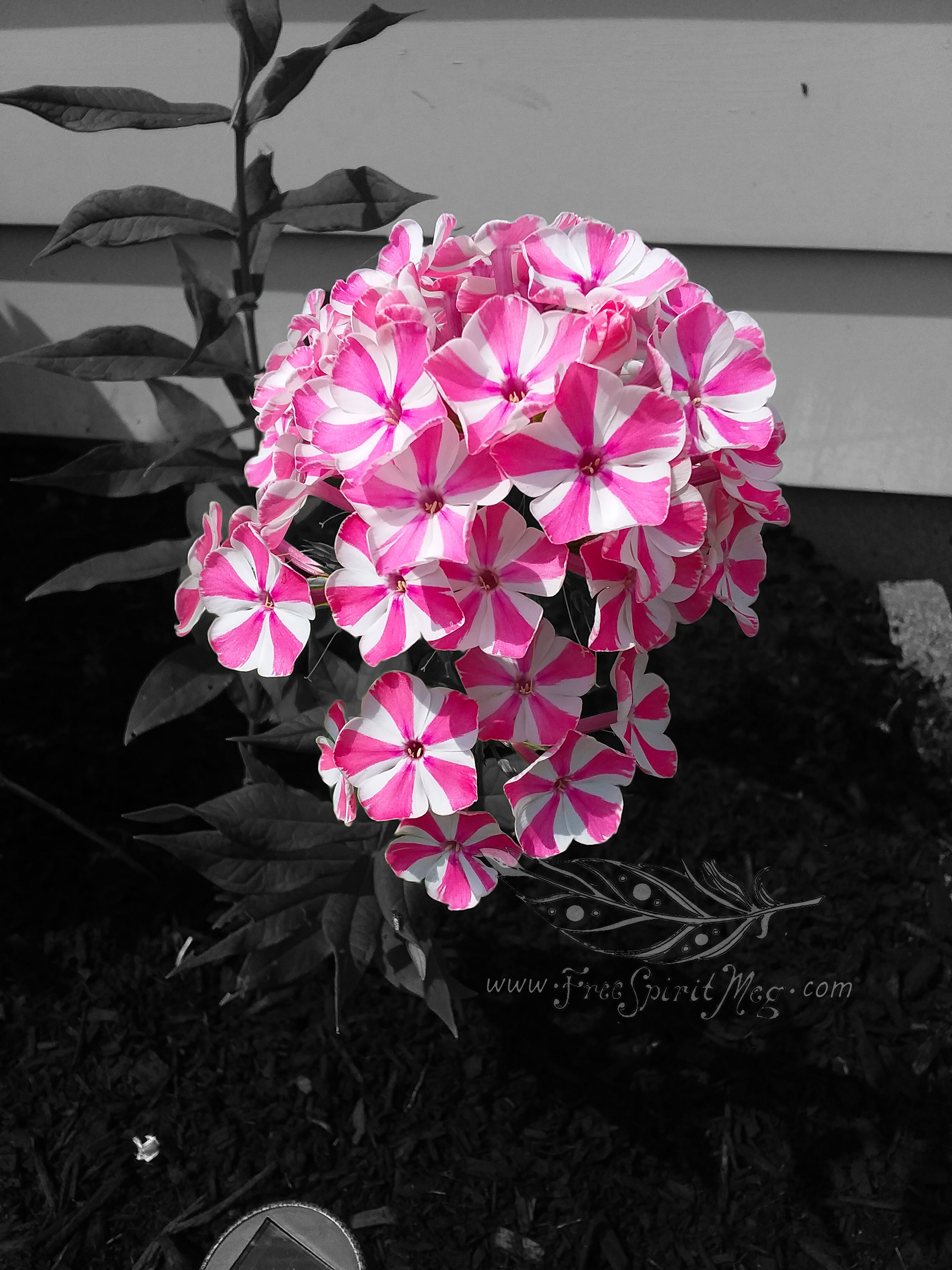 #3 – Candy Stripes – 8.10.18