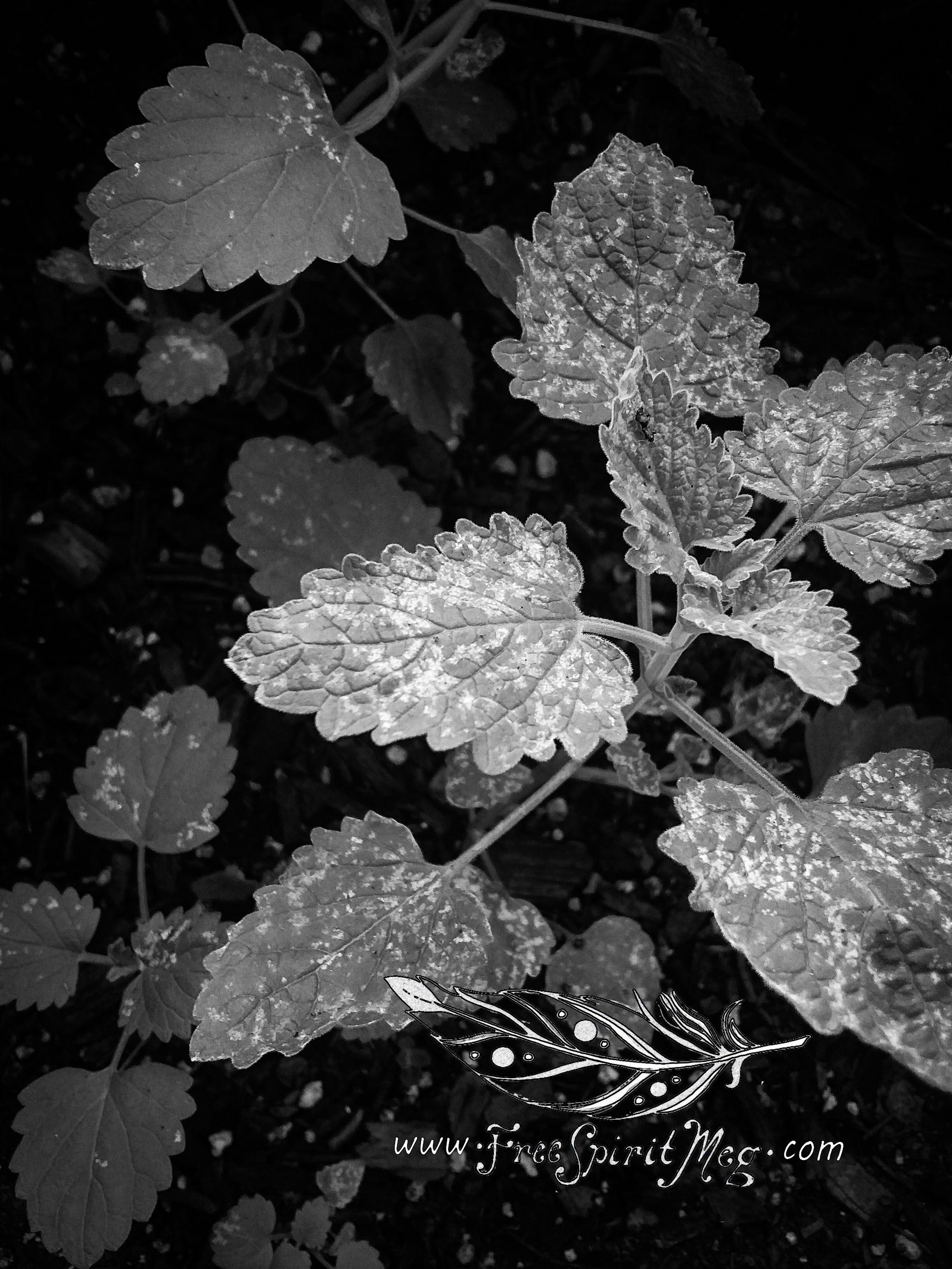 #12 – Catnip – 8.19.18