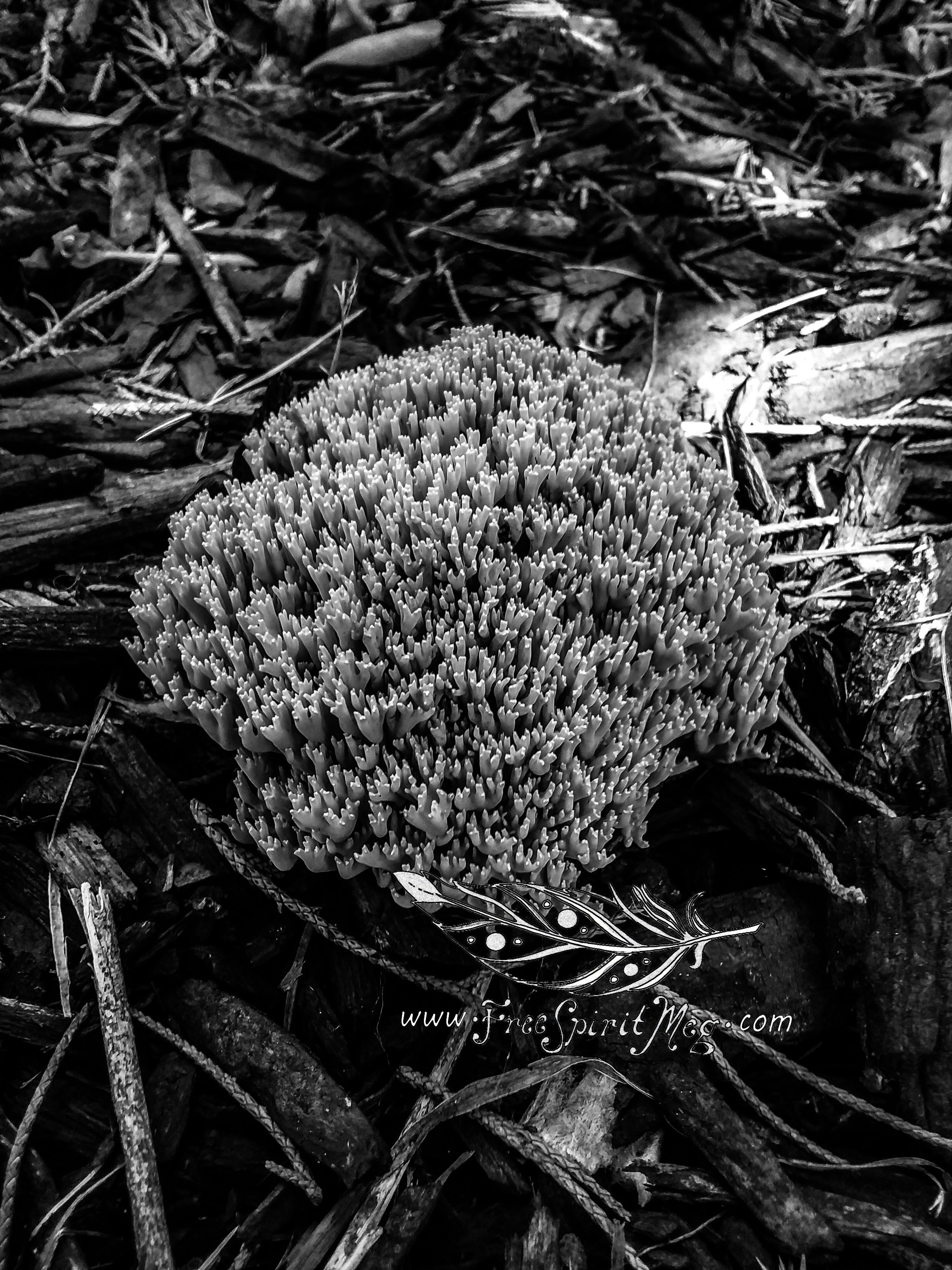 #10 – Coral Fungus – 8.17.18