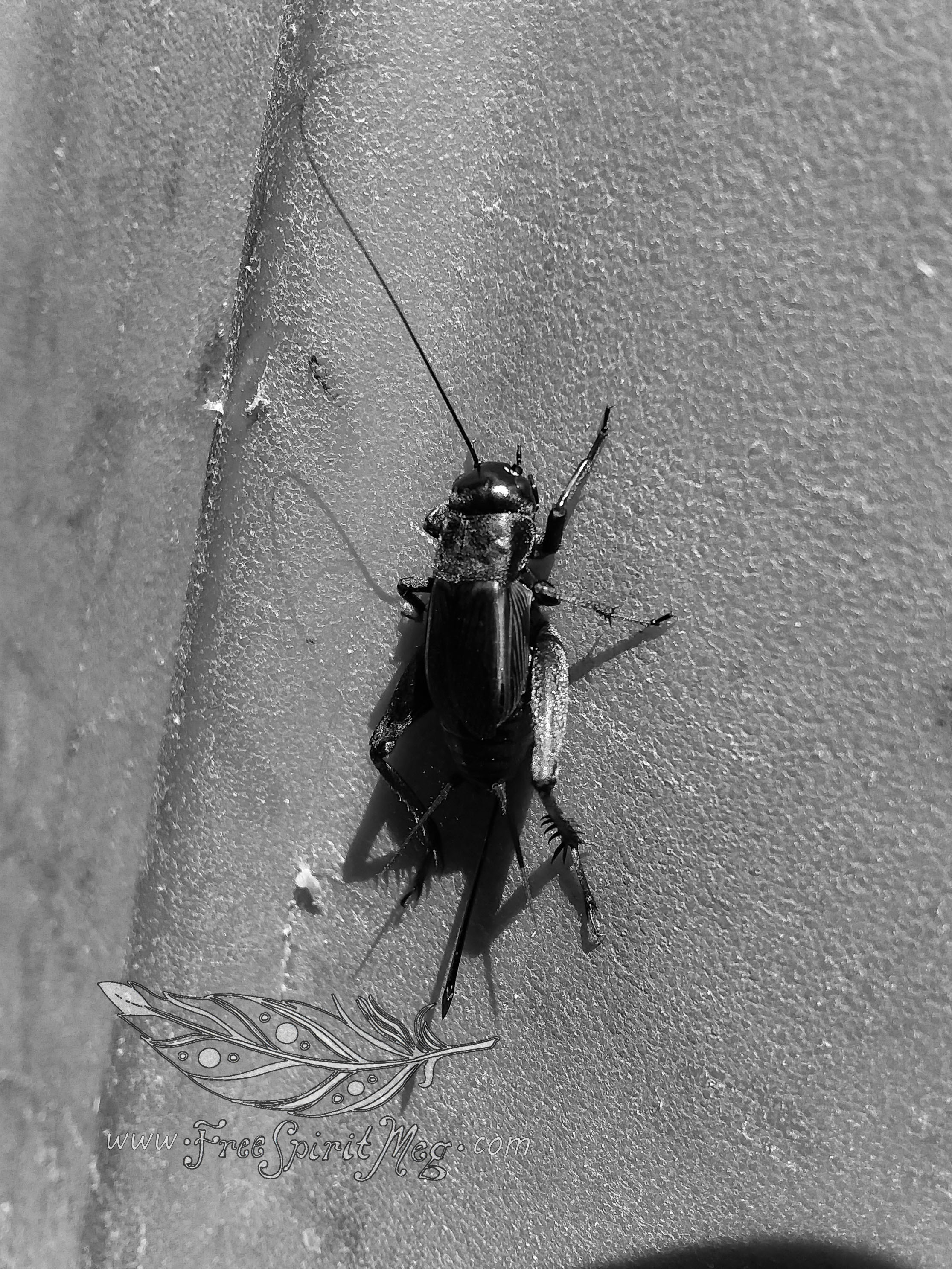 #8 – Jiminy – 8.15.18