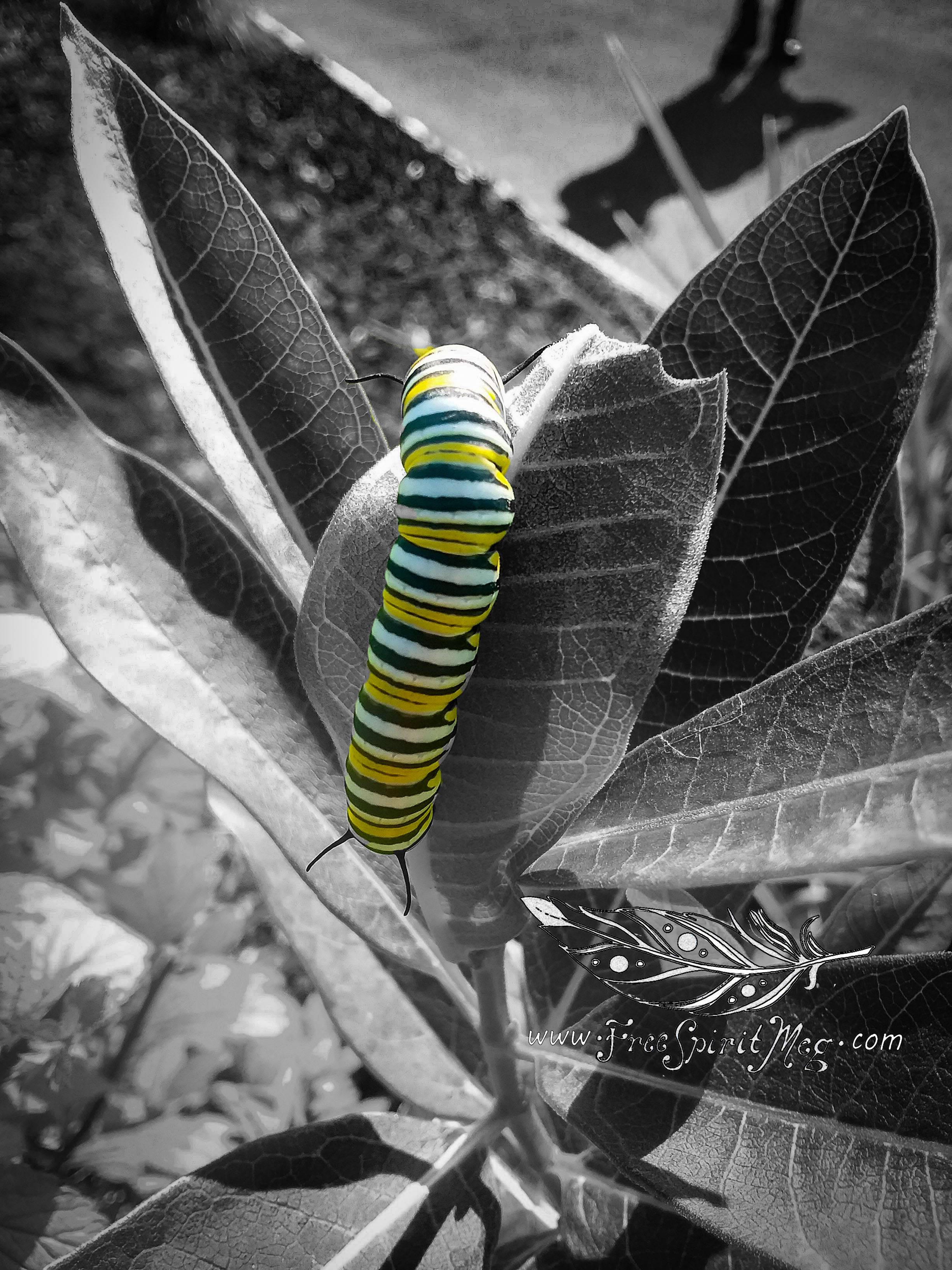 #2 – Milkweed Lunch – 8.9.18