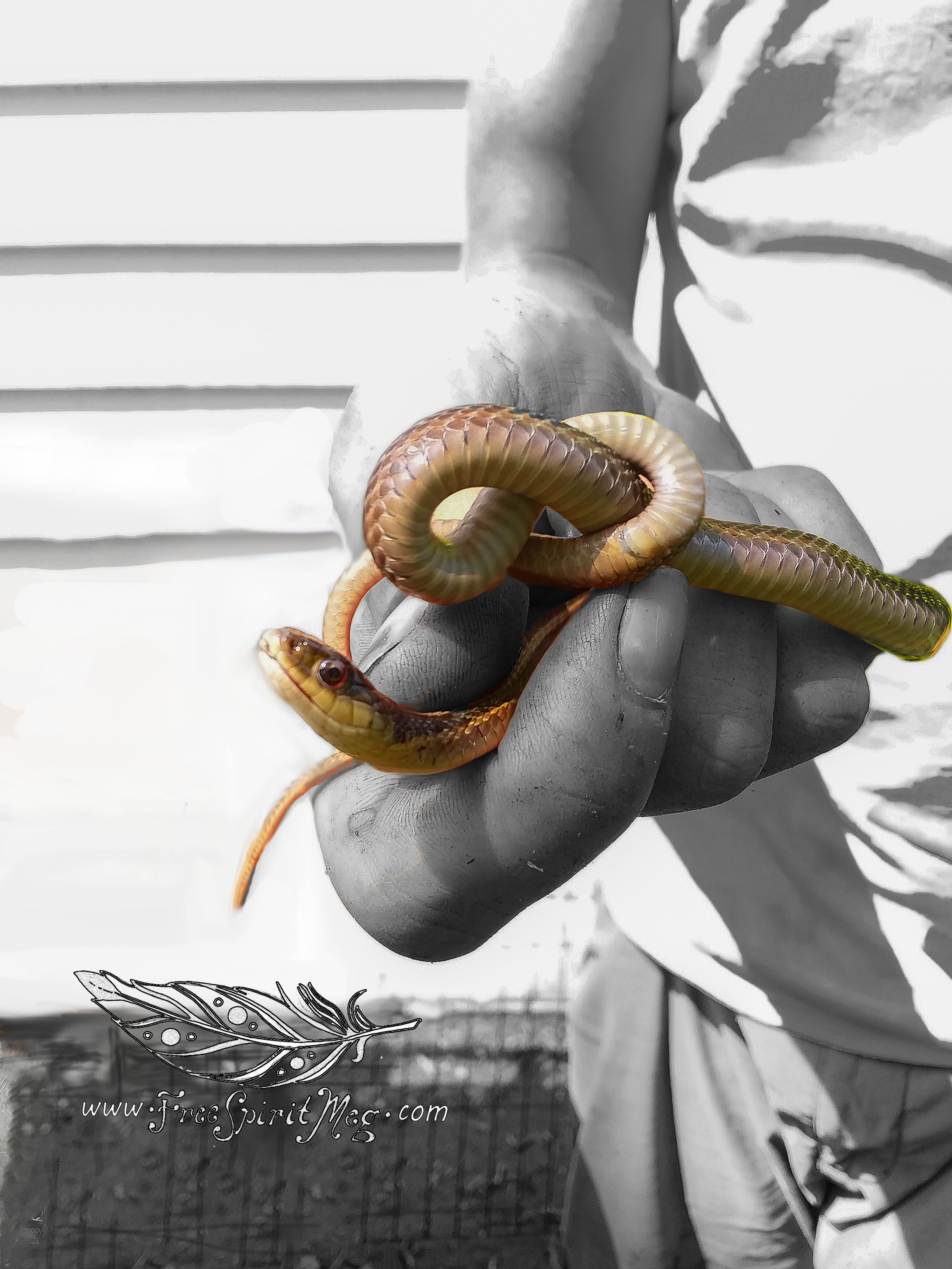 #9 – Surly Snake – 8.16.18