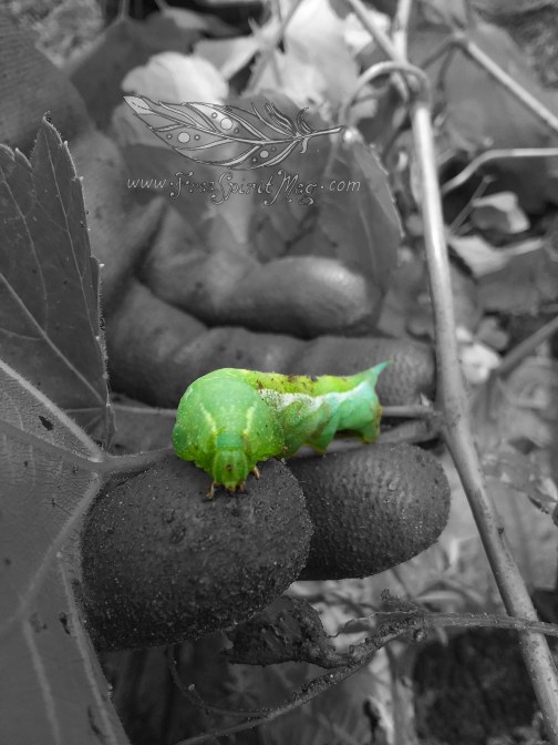 Sphinx Moth Caterpillar