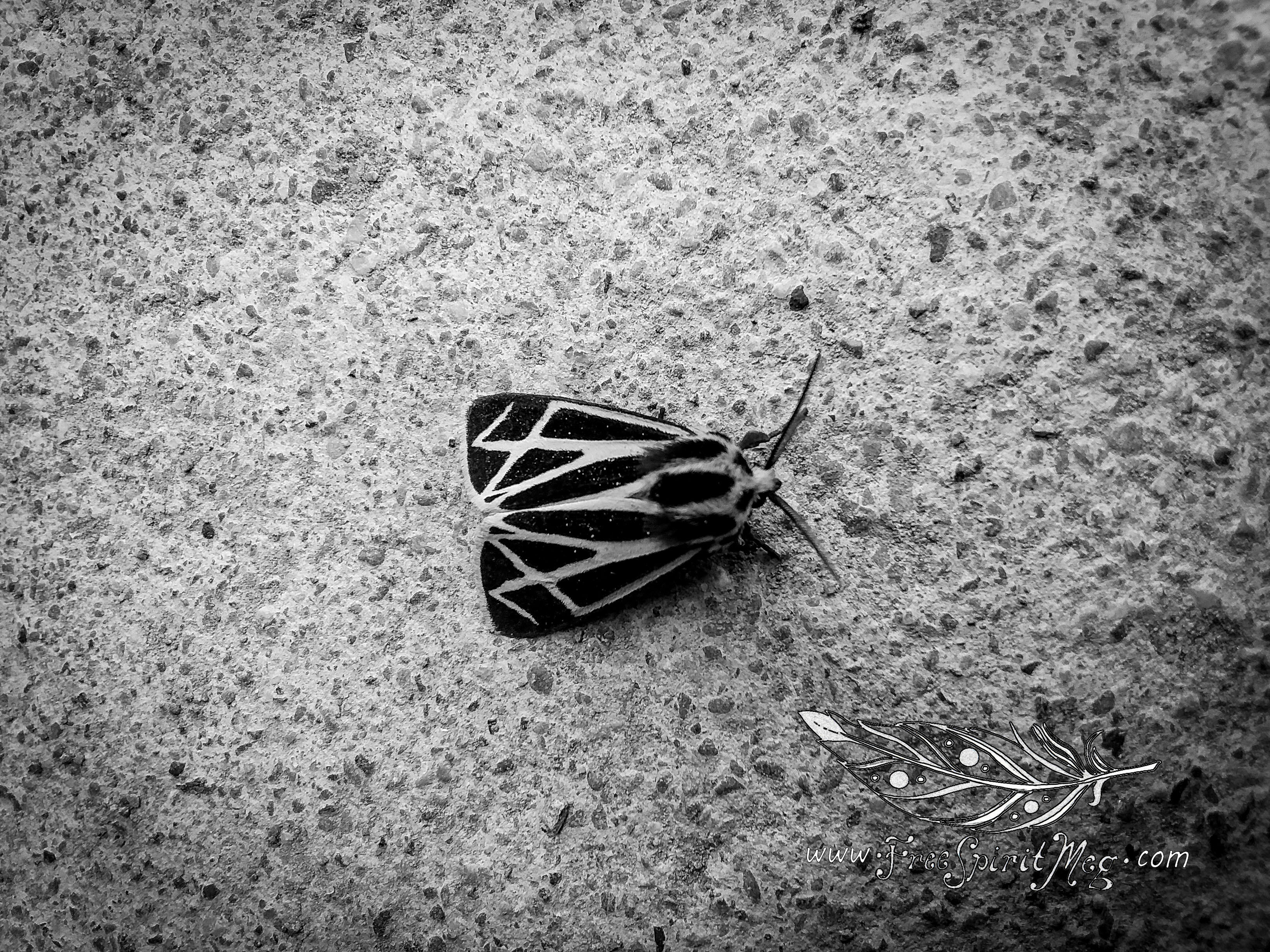 #11 – Zentangle Moth – 8.18.18