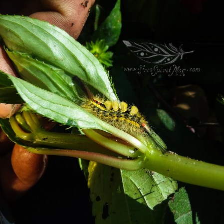 White marked tussock moth caterpillar