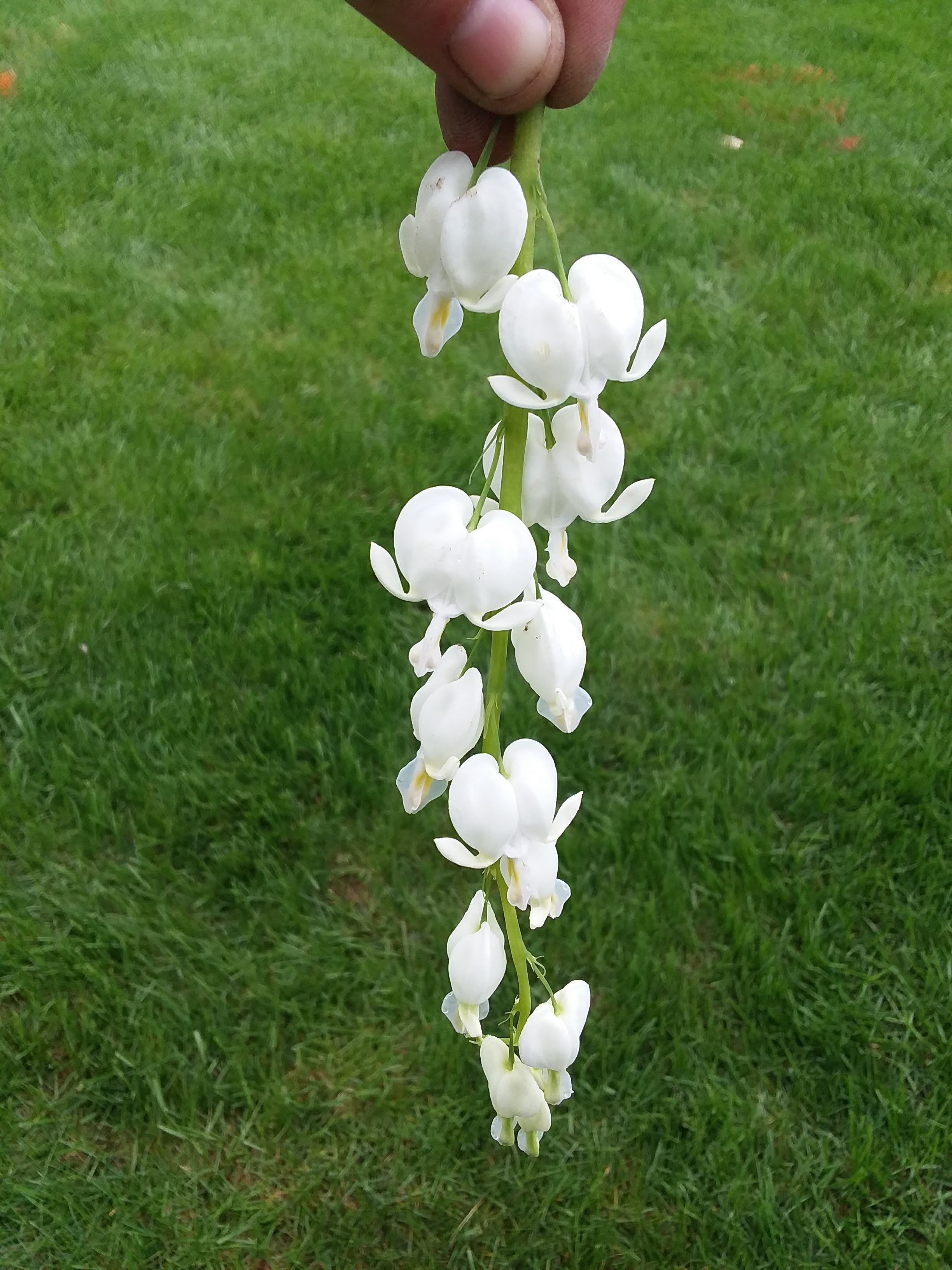 #1 – Bleeding Heart