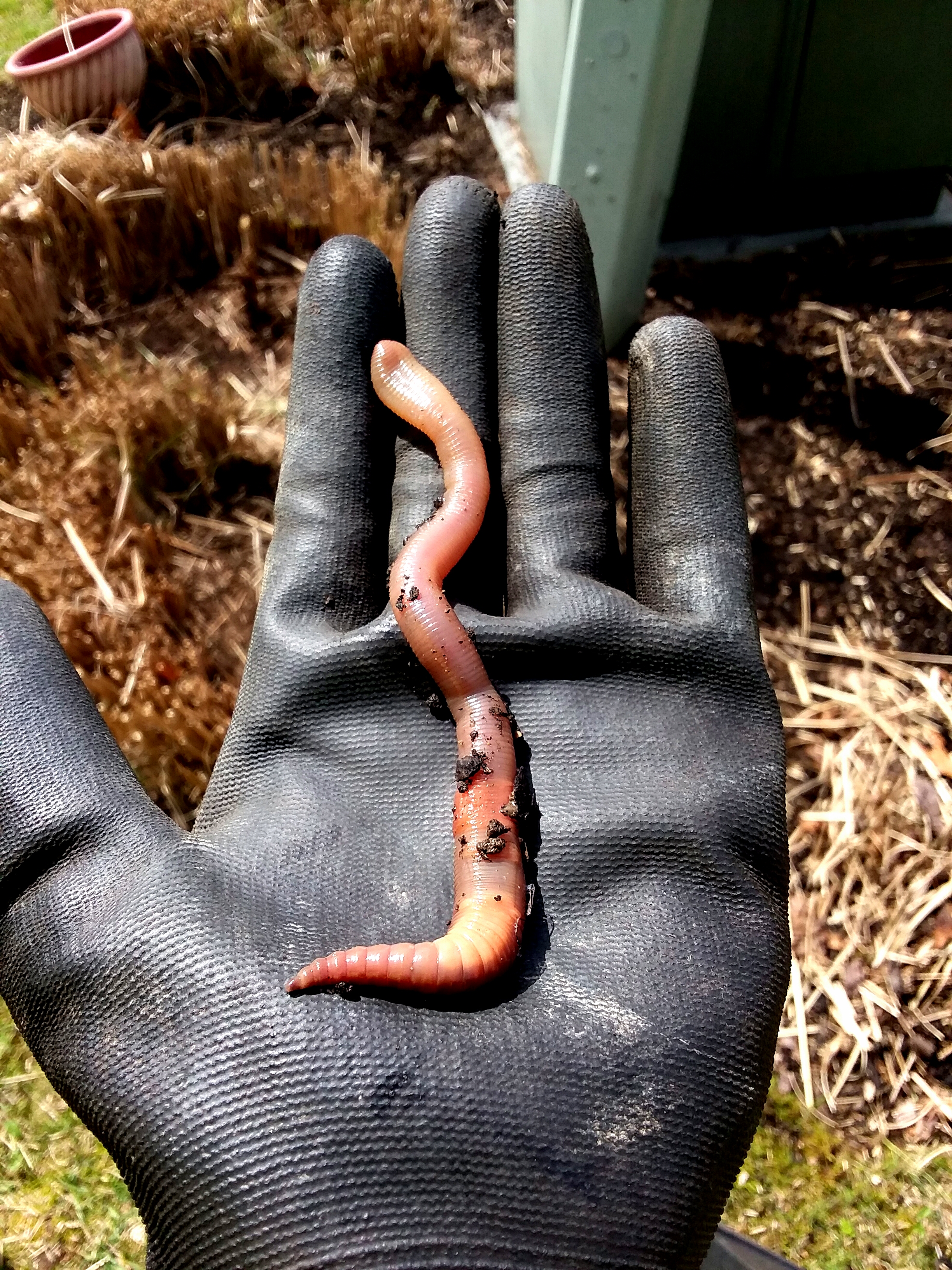 #2 – Girthy Earthy