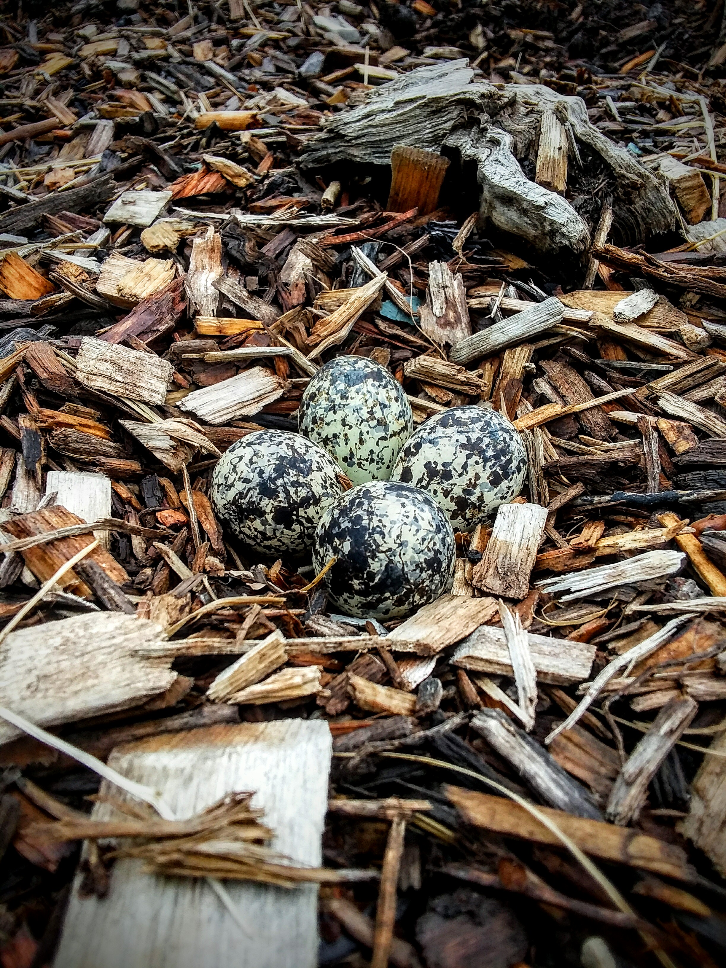 #4 – Killdeer Eggs